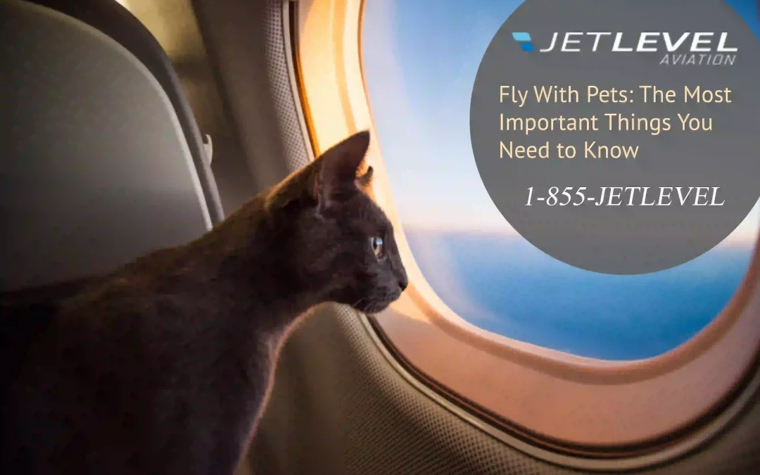 Fly With Pets: The Most Important Things You Need to Know